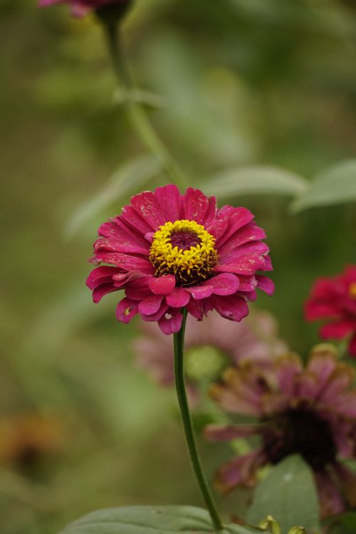 Free Close-up shot of a vibrant pink zinnia flower with lush green background. Stock Photo