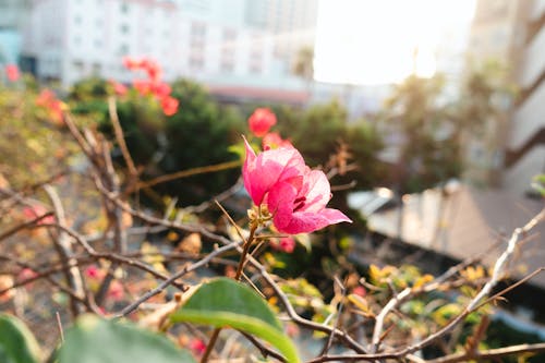 Free stock photo of background image, beauty, bokeh