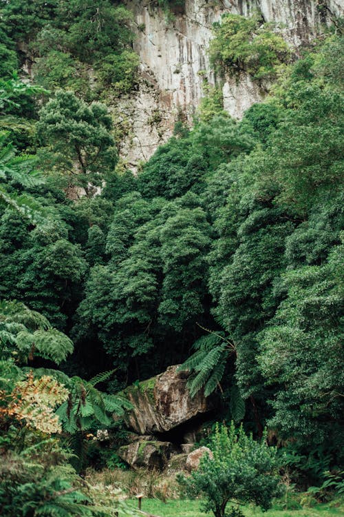 Fotobanka s bezplatnými fotkami na tému dažďový prales, exteriéry, lesy