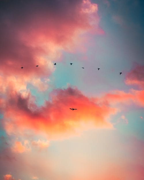 Free Silhouette of Flying Birds on a Twilight Sky  Stock Photo