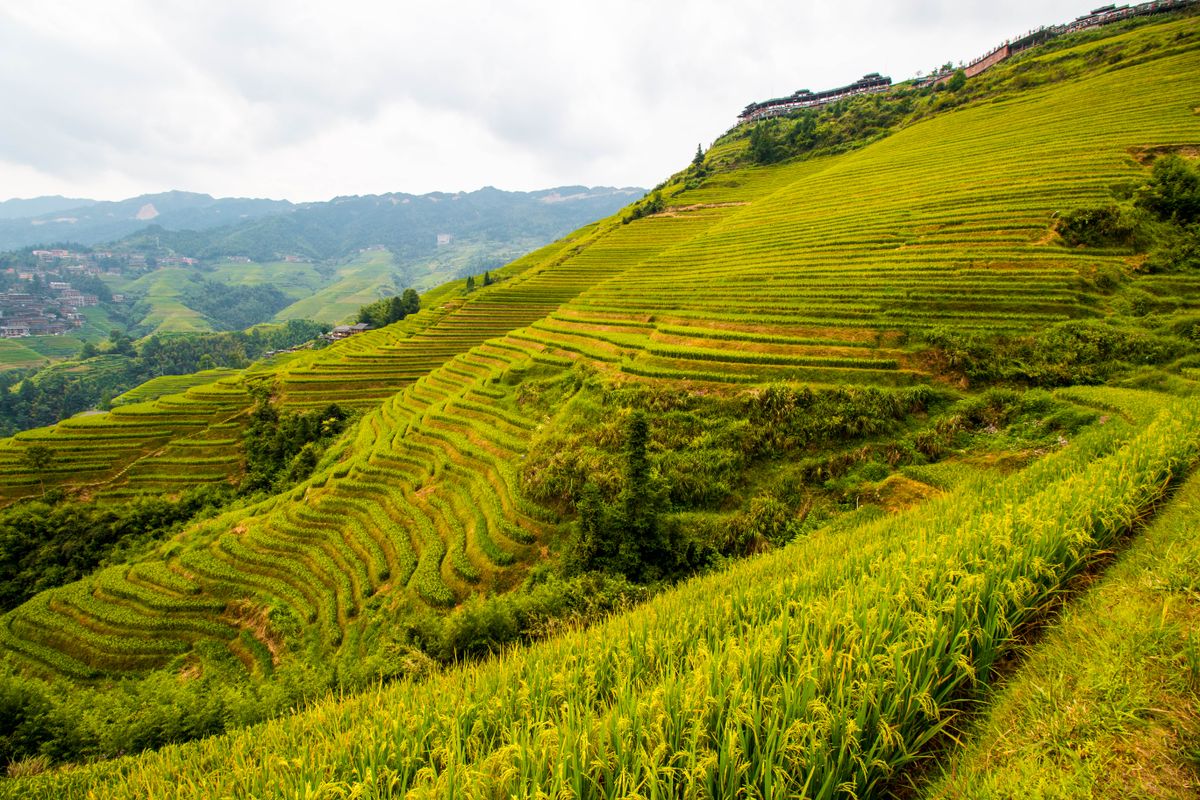 Climb the Longji Rice Terraces