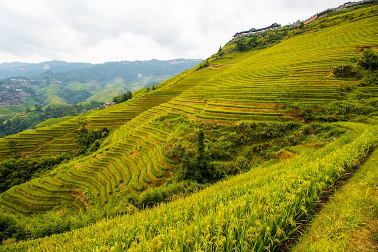 Rice Terraces In China