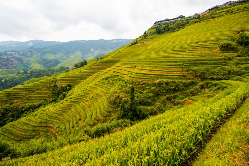 Lush green terraced rice fields on a mountainside in China