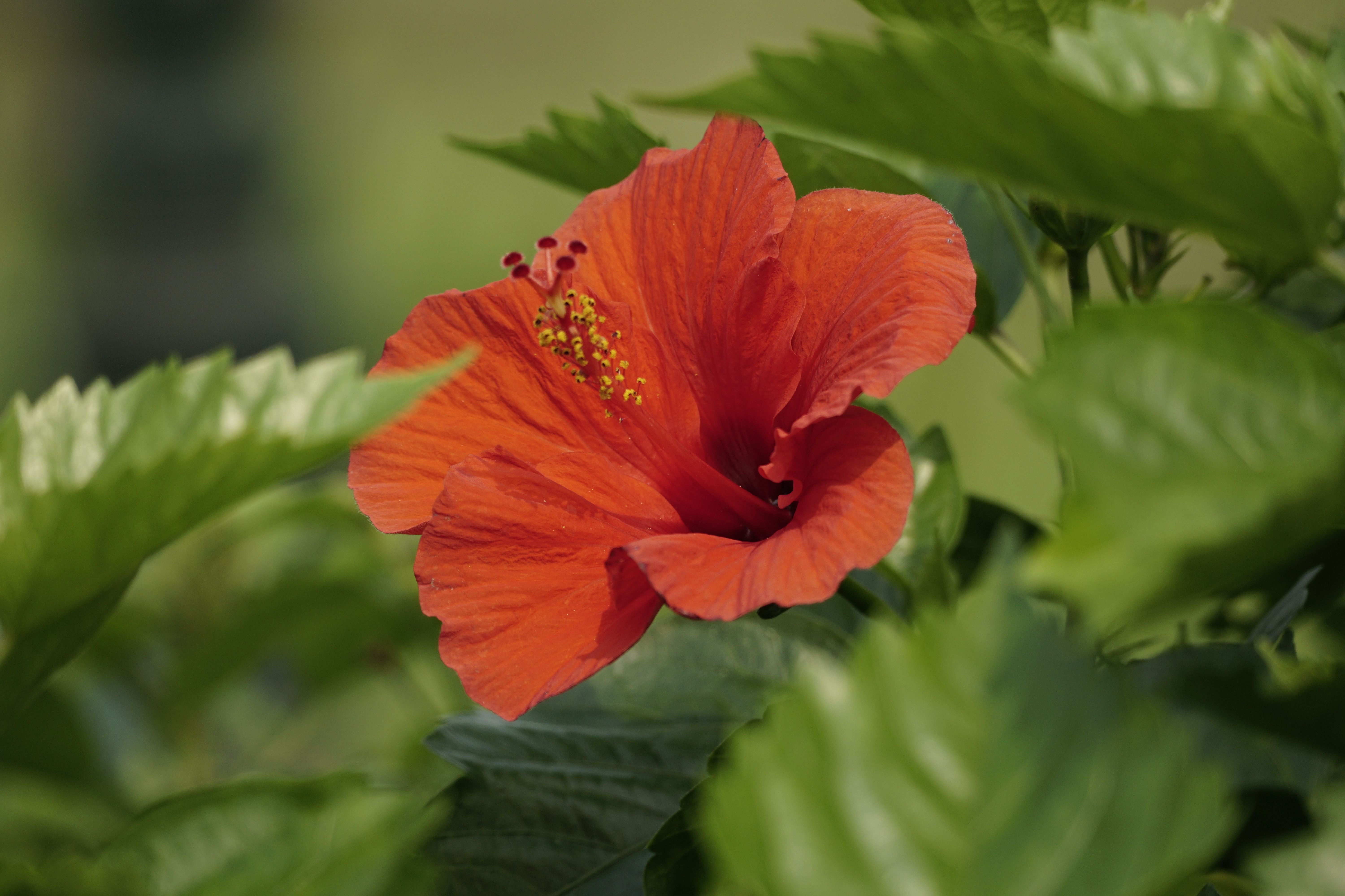 Hibiscus des Marais : Bienfaits et Propriétés
