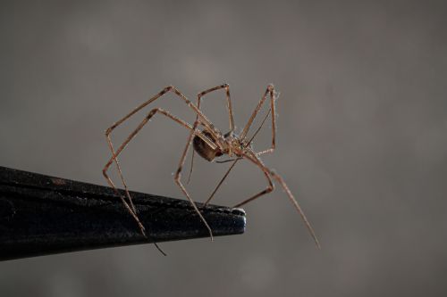 Free Macro shot of a Pholcus spider, also known as a cellar spider, against a gray background. Stock Photo