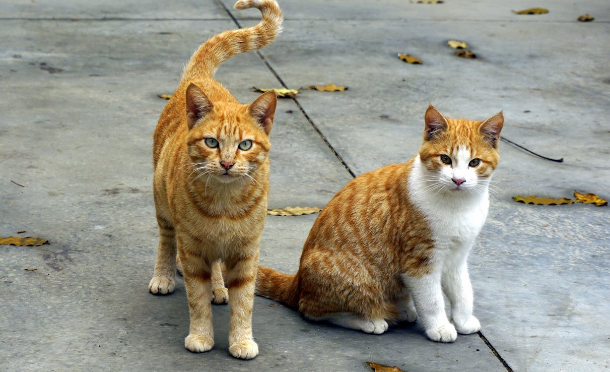Two Orange Cats Standing and Sitting on Pavement Surrounded With Dried Fallen Leaves