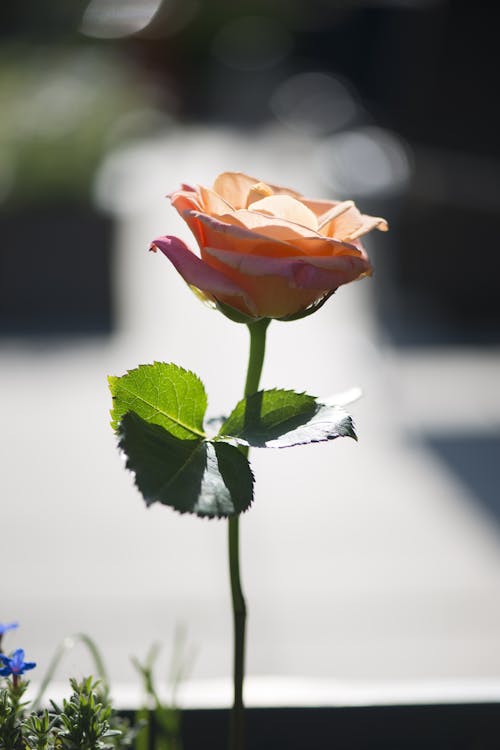 бесплатная Розовая роза Стоковое фото