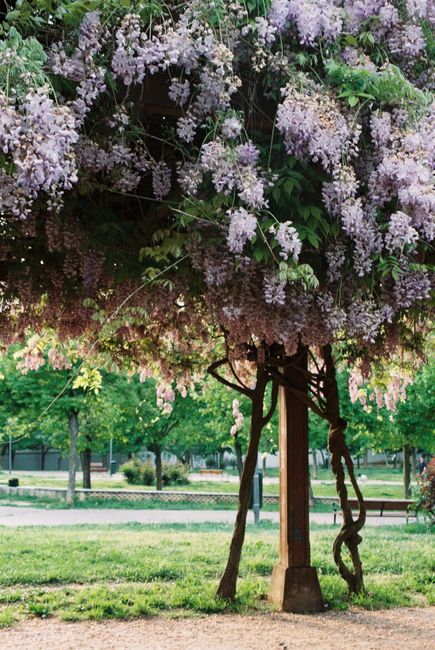 Beautiful wisteria flowers blooming in a lush park setting in Madrid.