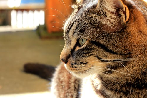 Fotografi Close Up Kucing Tabby Coklat