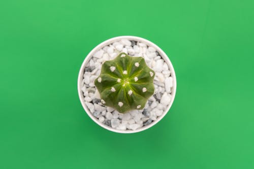 Imagine de stoc gratuită din cactus, cu țepi, decor casnic