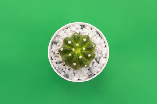 这是一张简单的头顶照片，拍摄的是花盆中的仙人掌，背景为白色鹅卵石和绿色