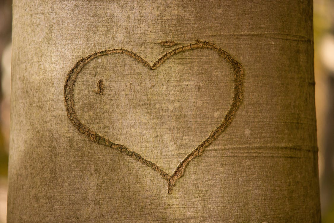 Brown Tree Husk With Heart in Close-up Photo