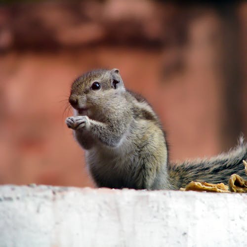 Selective Focus Photography of Gray Squirrel