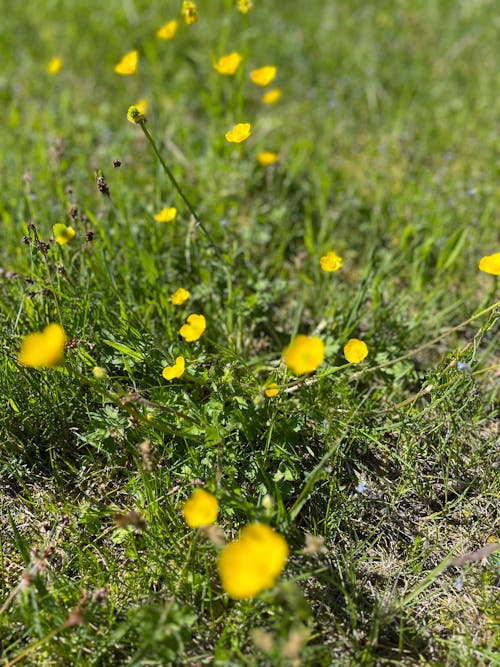 Yellow flowers