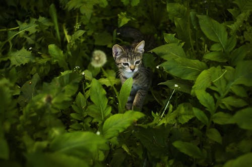 無料 緑の葉の植物に囲まれた短い毛皮の黒と茶色の子猫 写真素材