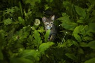 一只小虎斑猫在花园里好奇地探索着充满活力的绿叶