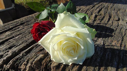 White and Red Roses