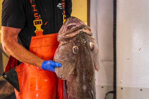 A man holding a large fish in his hands