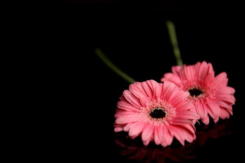 Flores De Pétalas Rosa