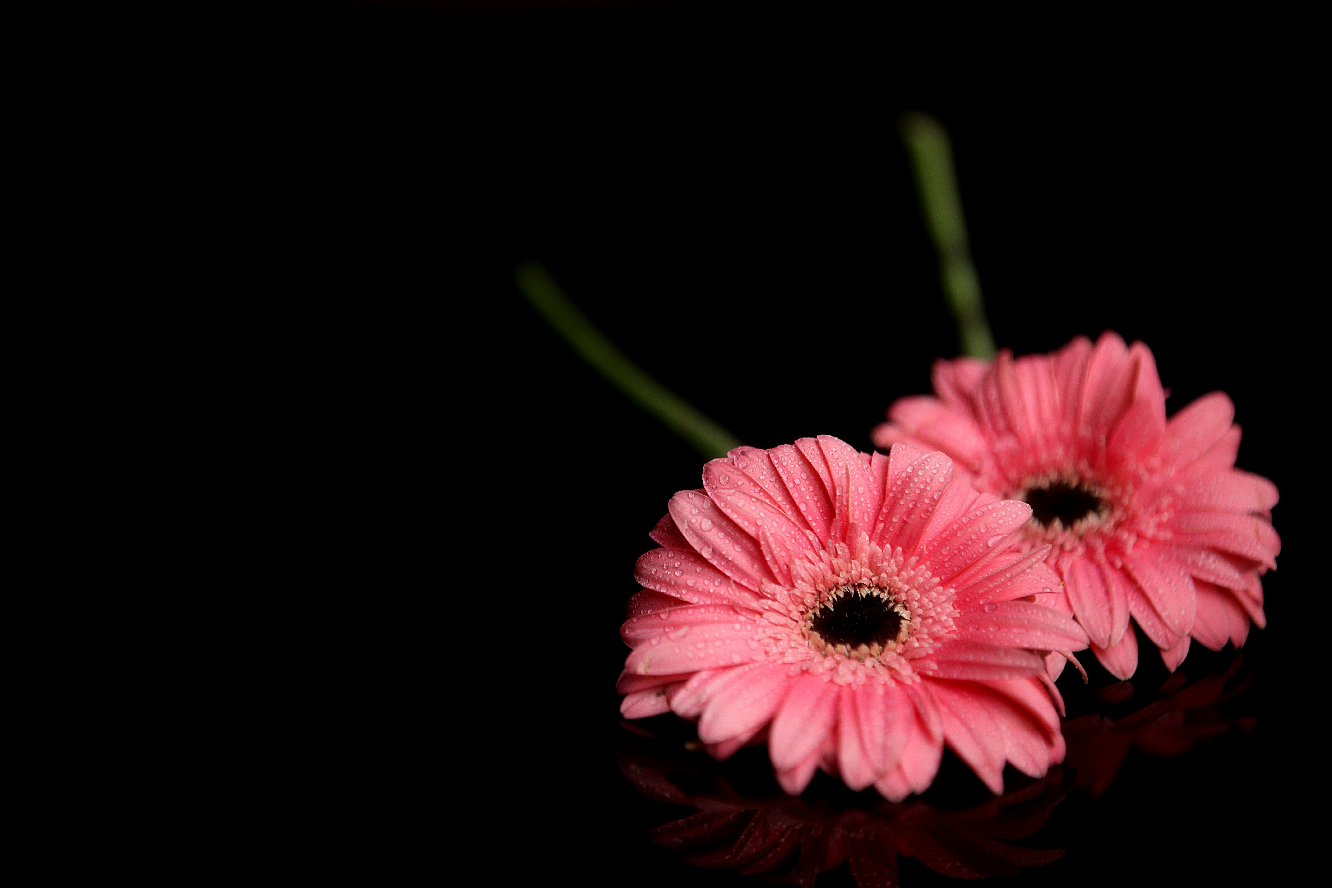 ピンクの花びらの花 無料の写真素材