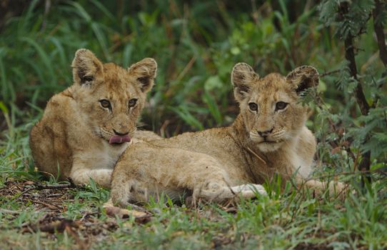Two young lion cubs relaxing on the grass in a South African safari setting.
