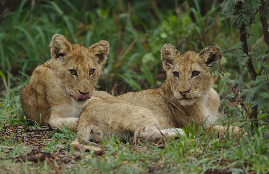 Two young lion cubs relaxing on the grass in a South African safari setting.