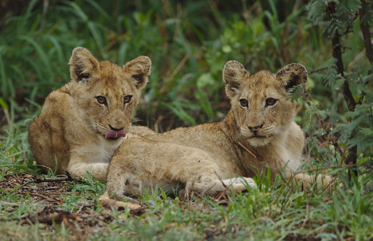 Lion Cubs Lying On The Ground