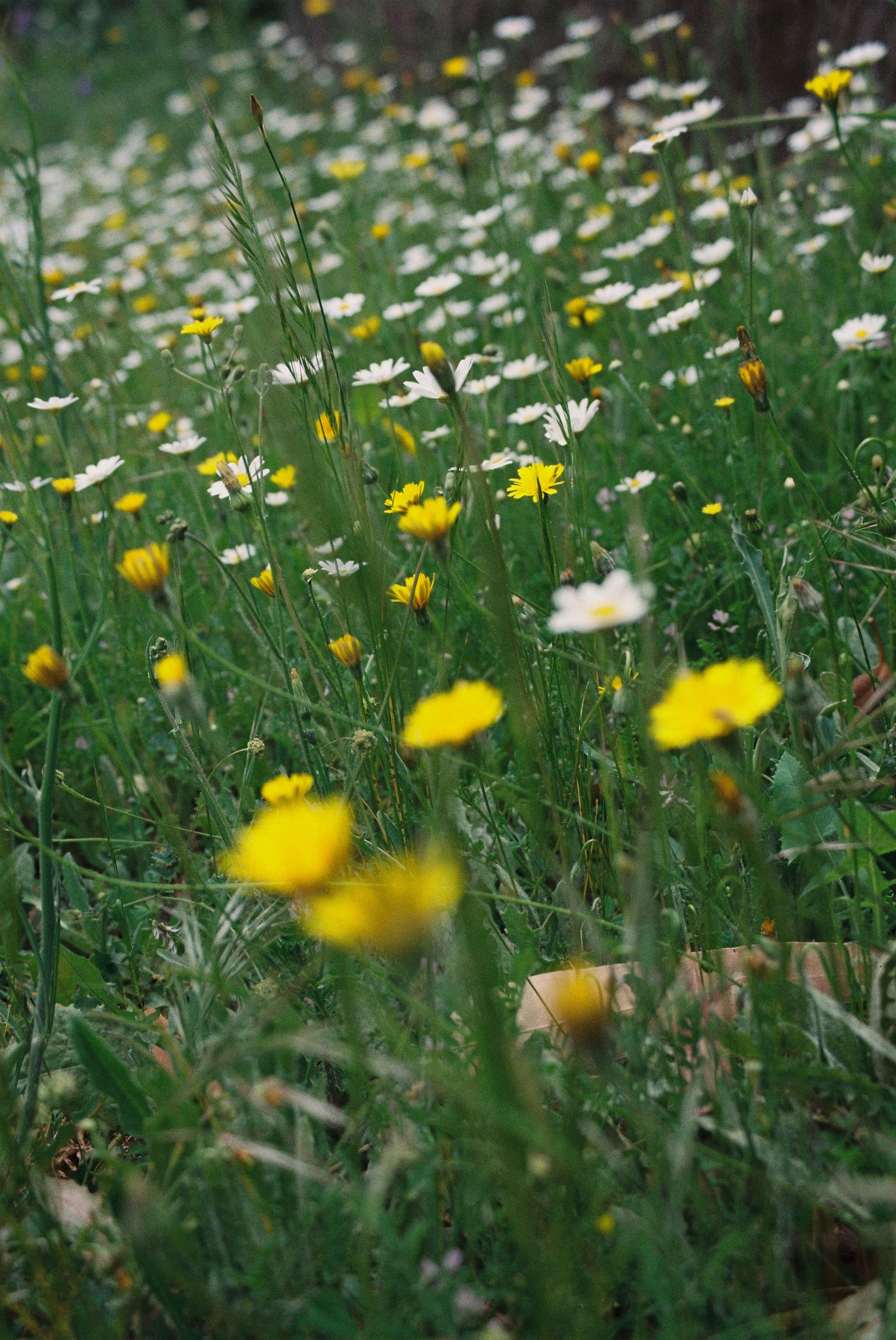 A vibrant wildflower meadow featuring yellow daisies, creating a lush green summer backdrop in nature.