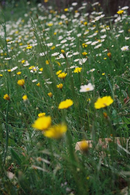 A vibrant wildflower meadow featuring yellow daisies, creating a lush green summer backdrop in nature.