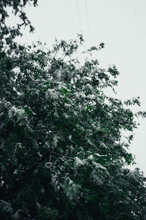 A tree covered in snow with wires and telephone lines