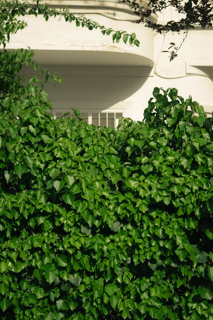 Green Leaves Of Ivy