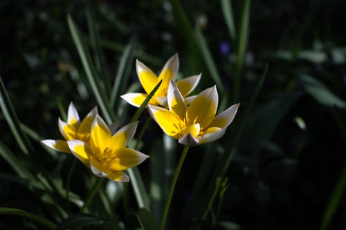 Fotos de stock gratuitas de abril, amarillo, blanco