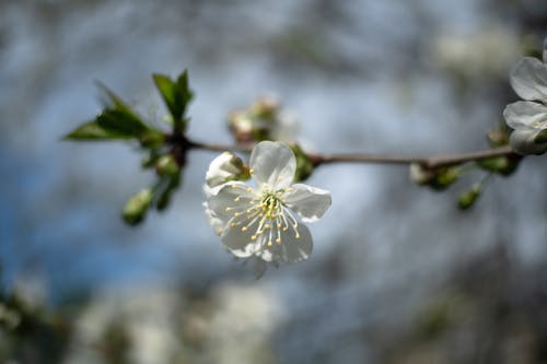 Free stock photo of april, blossom, blue
