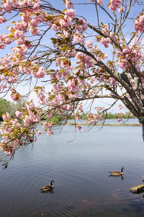 Безкоштовне стокове фото на тему «басейн, весна, вишневий цвіт»