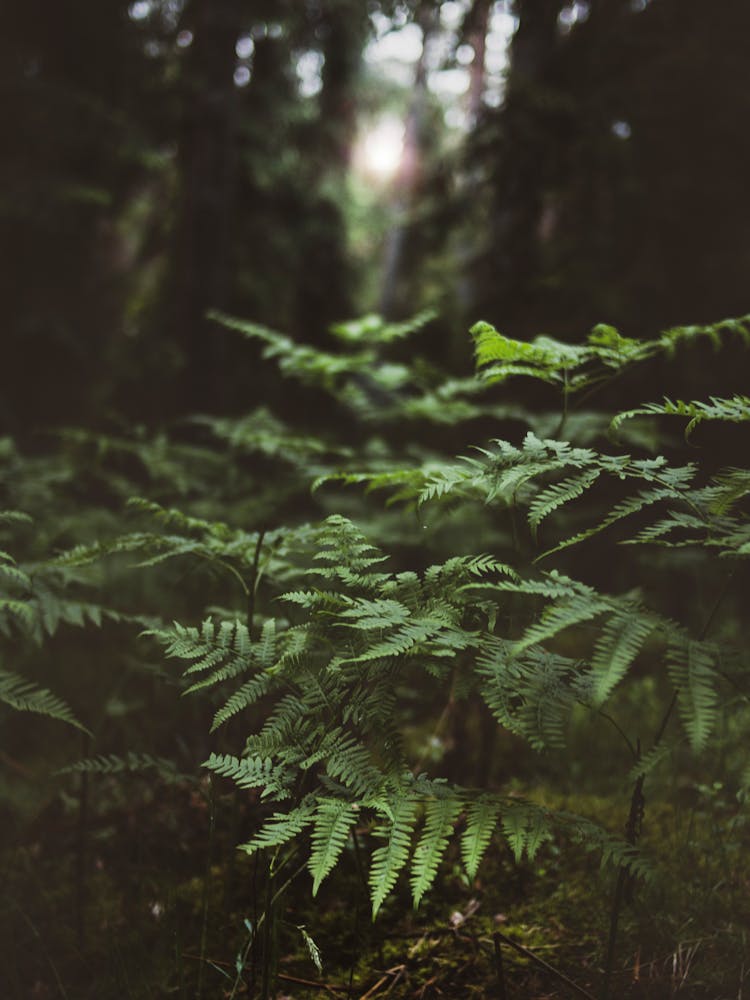 Green Fern Plants