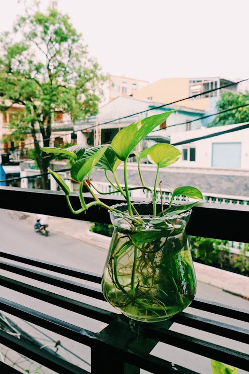 Plant In A Vase Filled With Water