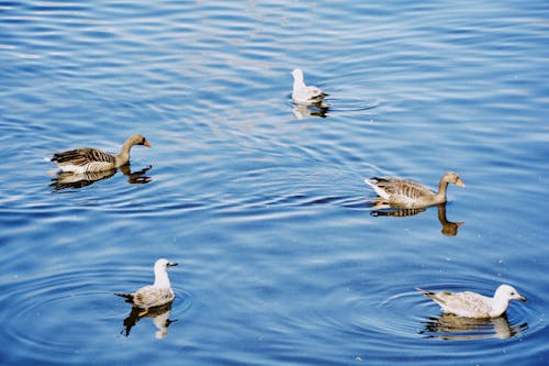 A group of birds swimming in a body of water