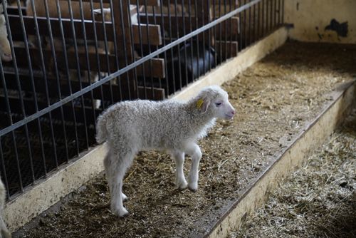 Free A fluffy white lamb explores a hay-covered area inside a rustic barn, showcasing rural sheep farming. Stock Photo