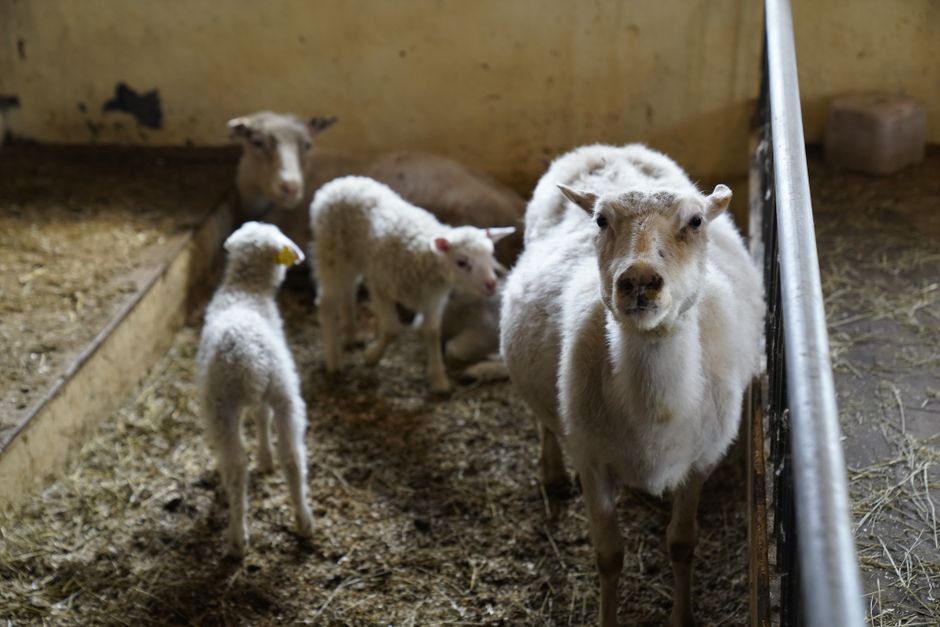 Ottawa Road Trip: Cuddle Baby Lambs on an Island Near Kingston