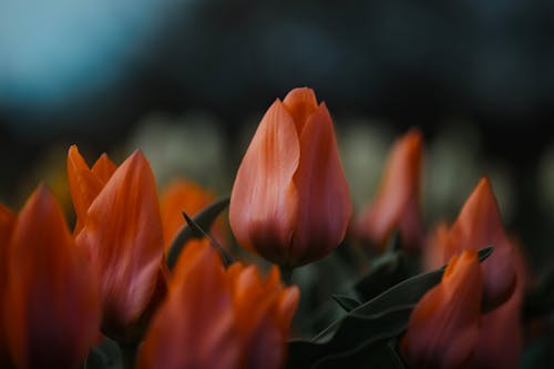 Orange tulips in a field with a dark background