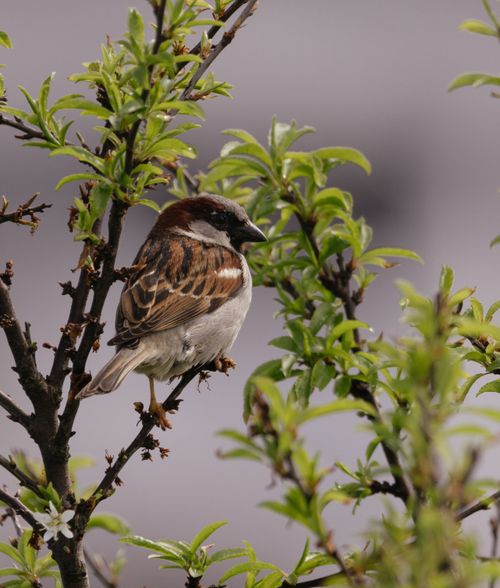 Free Close-up of a sparrow on green foliage, perfect for nature and wildlife themes. Stock Photo