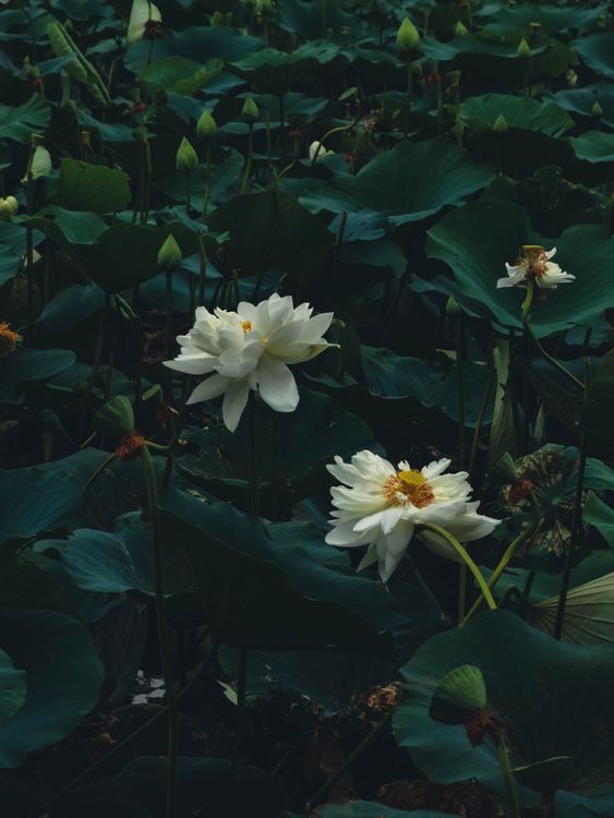White Lily Flowers Among Leaves · Free Stock Photo