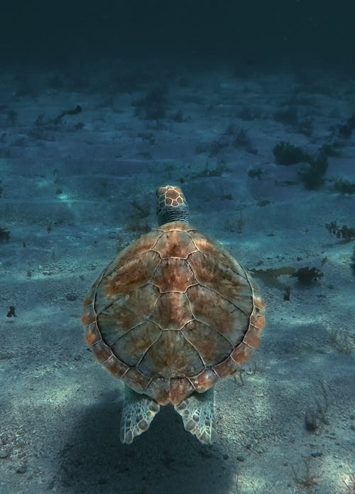 Free Turtle Swimming in Water Stock Photo