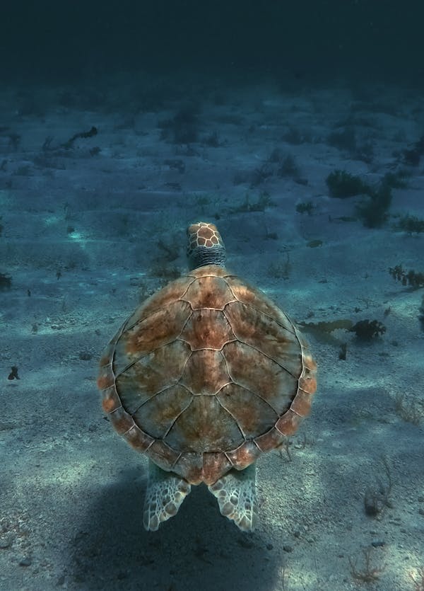 Turtle Swimming in Water