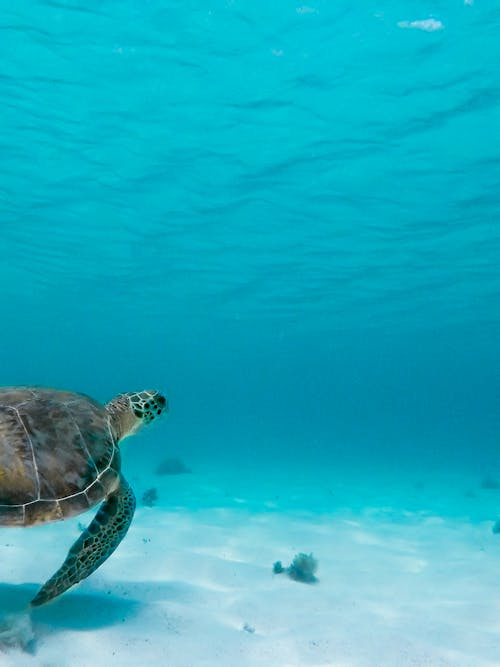 Free Sea Turtle Underwater Stock Photo