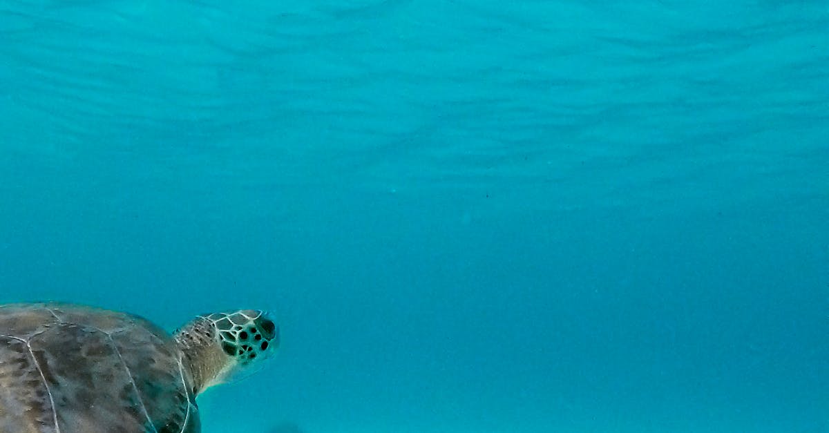 How to draw a sea turtle realistic