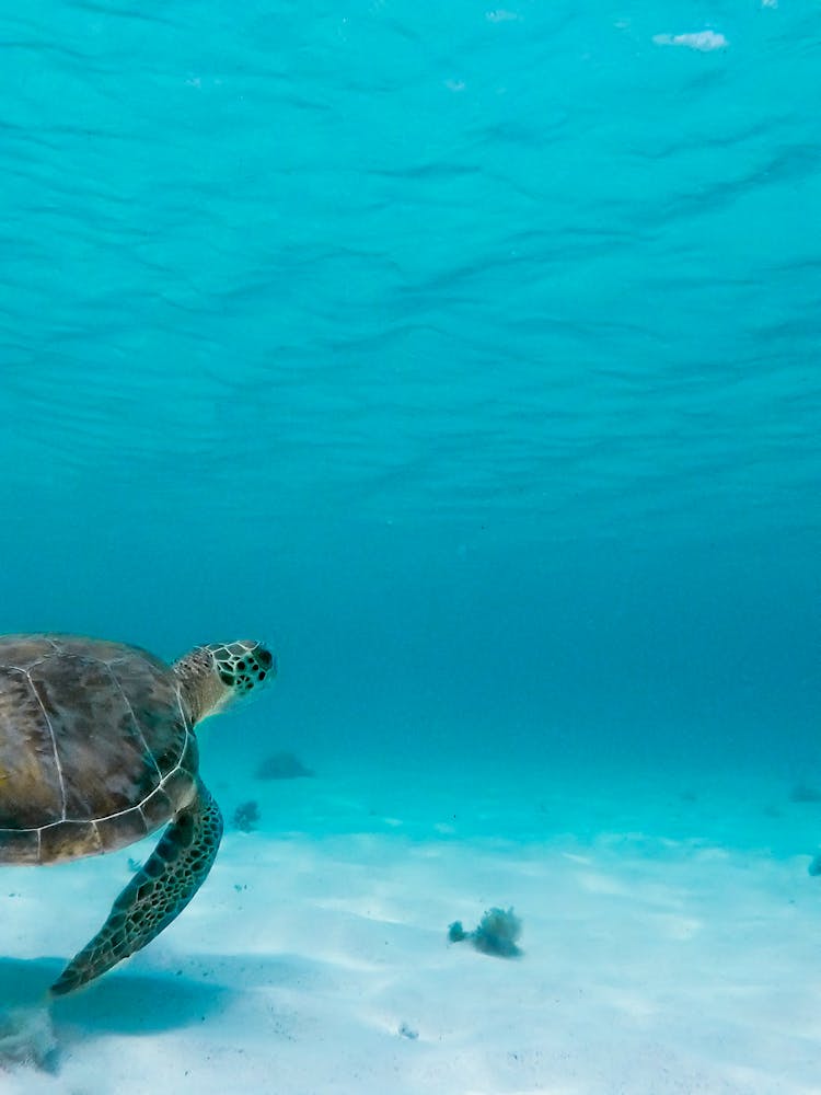 Sea Turtle Underwater