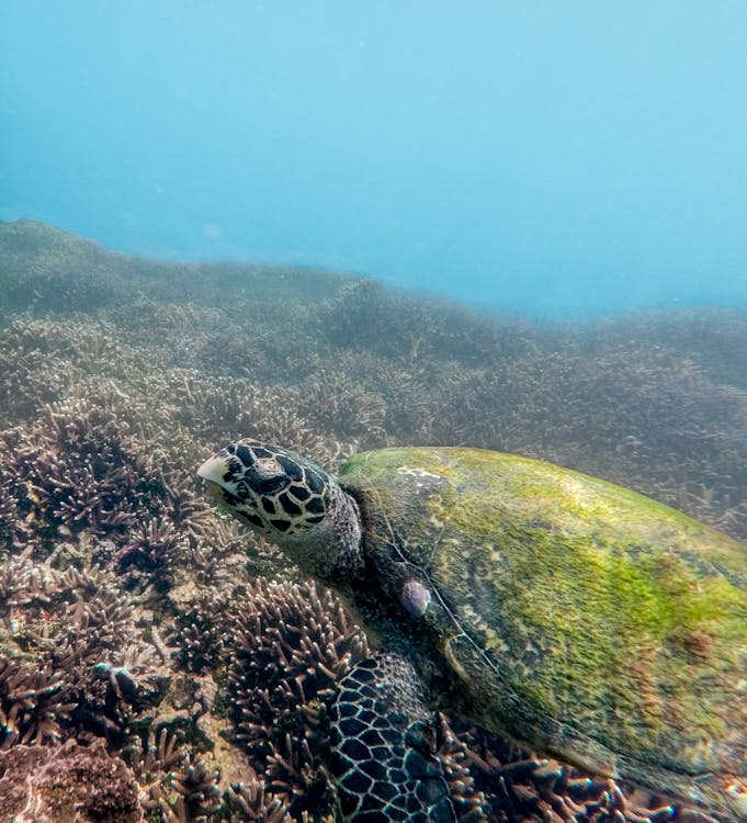 Free Sea Turtle Swimming Under the Sea Stock Photo