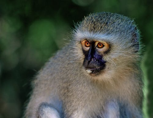 Foto Fokus Selektif Primata