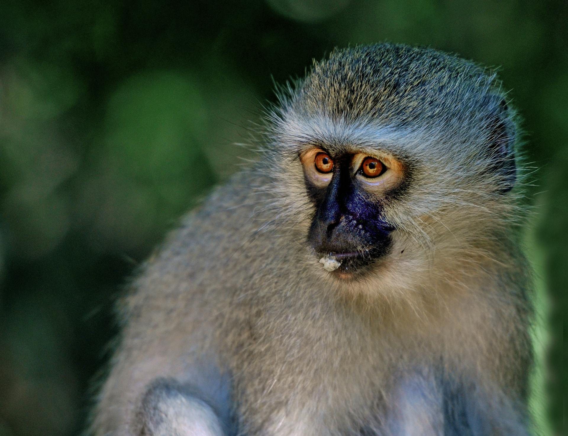 Selective Focus Photo of Primate